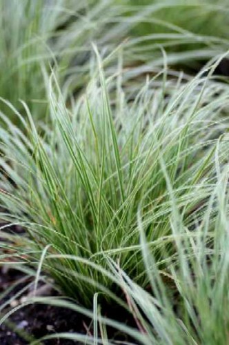 Carex montana Raureif.jpg