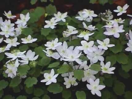 Anemonella thalictroides.jpg