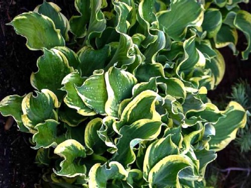 Hosta Whee.jpg