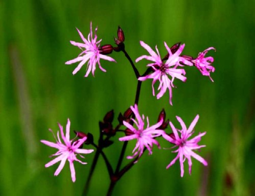 Lychnis flos cuculi.jpg