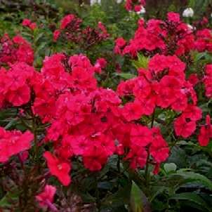 Phlox paniculata Red Riding Hood.jpg