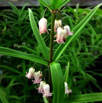 Polygonatum verticillatum Rubrum.jpg
