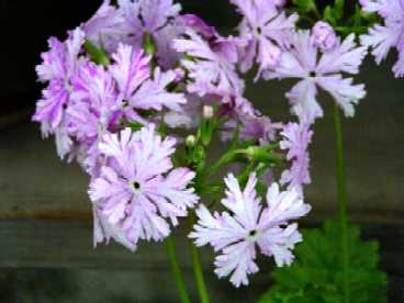 Primula sieboldii Momiji Bashi.jpg