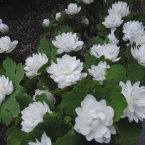 krwiowiec kanadyjski "Flore Pleno" (łac. Sanguinaria canadensis) kod: 8372