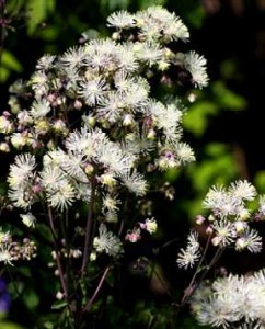 rutewka orlikolistna "Nimbus Pink" (łac. Thalictrum aquilegiifolium) kod: 10087