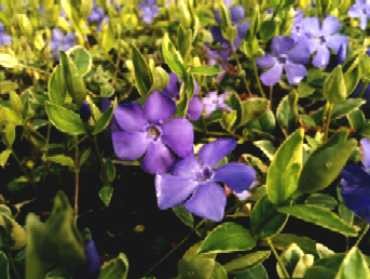Vinca minor Variegata.jpg