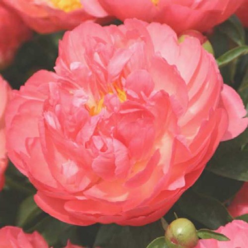 Paeonia lactiflora Coral Sunset.jpg