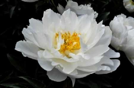 Paeonia lactiflora Miss America.jpg