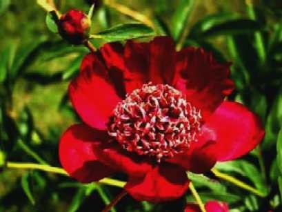 Paeonia lactiflora Nippon Beauty.jpg