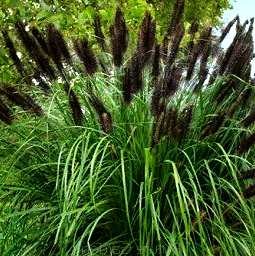 Pennisetum Black Beauty.jpg