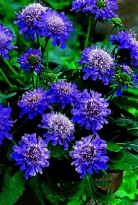 Scabiosa columbaria Blue Note.jpg