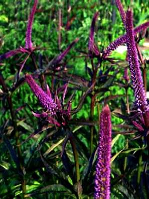 Veronicastrum virginicum Red Arrows.jpg
