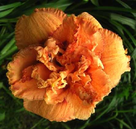 Hemerocallis Polish Truffle.jpg