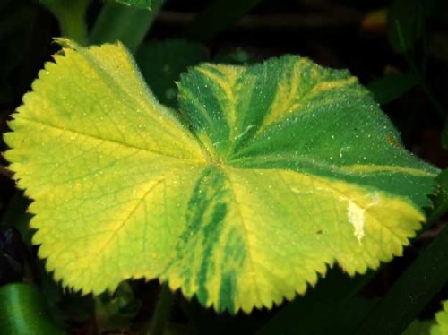Alchemilla mollis Barbara Variegata.jpg