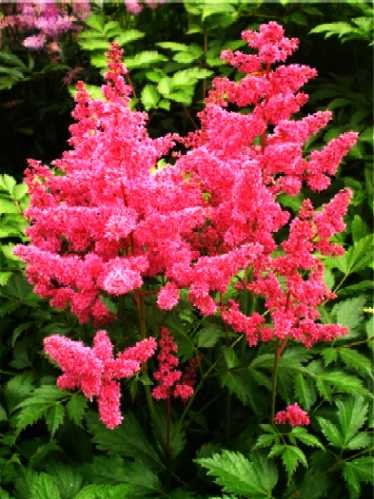 Astilbe arendsii Gloria Purpurea.jpg