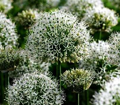 Allium giganteum White Giant.jpg