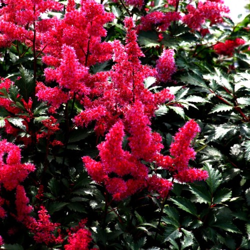 Astilbe japonica Vesuvius.jpg