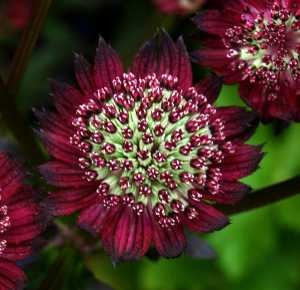Astrantia major Moulin Rouge.jpg