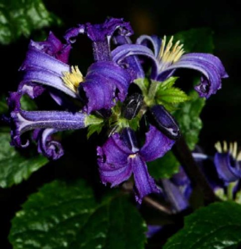 Clematis heracleifolia China Purple.jpg