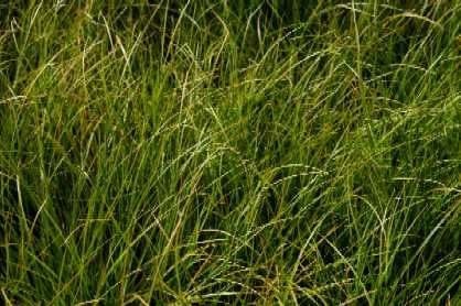 Carex howardi Phoenix Green.jpg