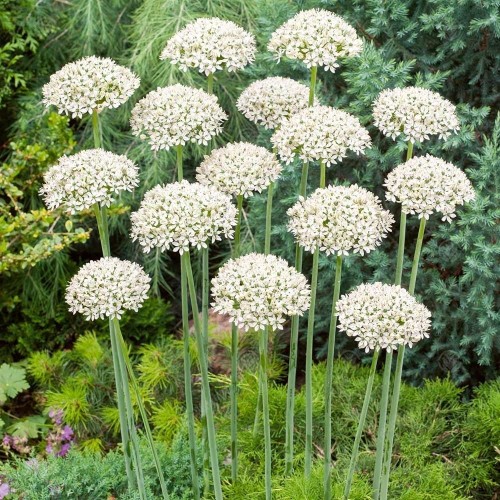 Allium nigrum.jpg