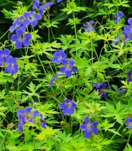 Geranium Blue Sunrise.jpg