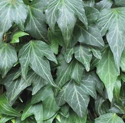 Hedera  Green Ripple.jpg
