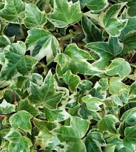 Hedera helix Eva.jpg