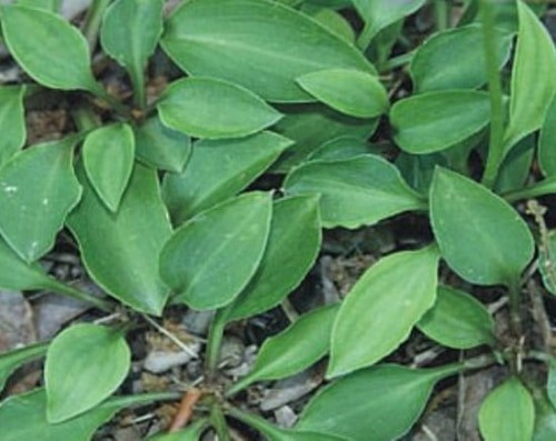 Hosta  Kii Hime.jpg
