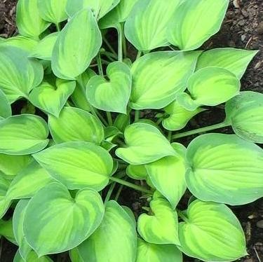Hosta  Tick Tock.jpg
