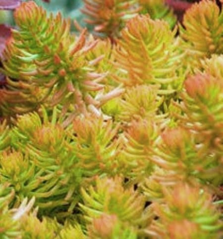 Sedum rupestre  Angelina.jpg