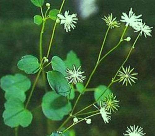 Thalictrum Yubari Mountains.jpg