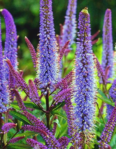 Veronicastrum Cupid.jpg