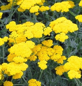 krwawnik  "Moonshine" (łac. Achillea) kod: 5467
