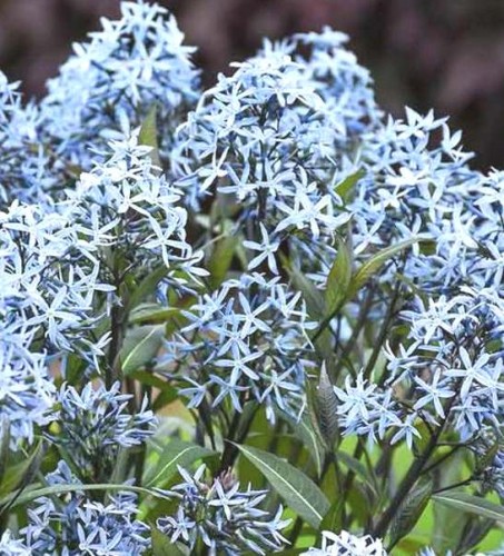 AMSONIA tabernaemontana Storm Cloud.jpg