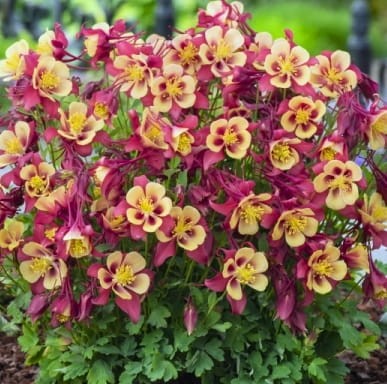 AQUILEGIA caerulea Earlybird™ Red Yellow.jpg