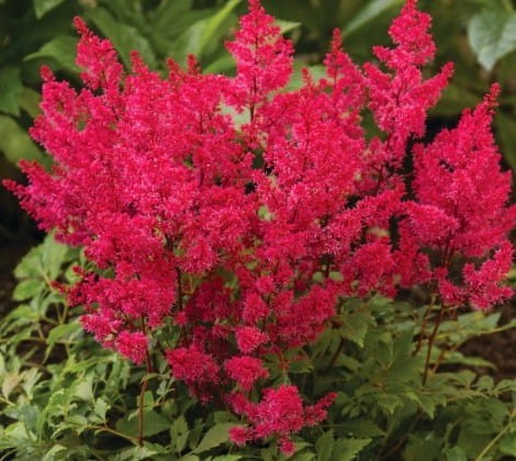 ASTILBE arendsii Astary® Red.jpg