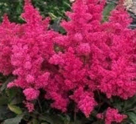 ASTILBE arendsii Astary® Rose.jpg