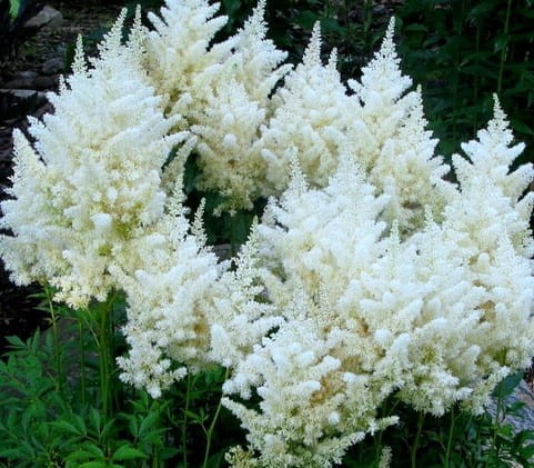 ASTILBE arendsii Astary® White.jpg