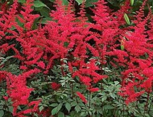 ASTILBE x arendsii Spartan.jpg