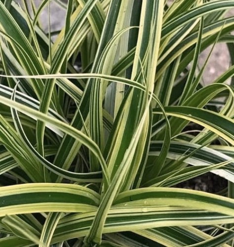 CAREX morrowii Vanilla Ice.jpeg