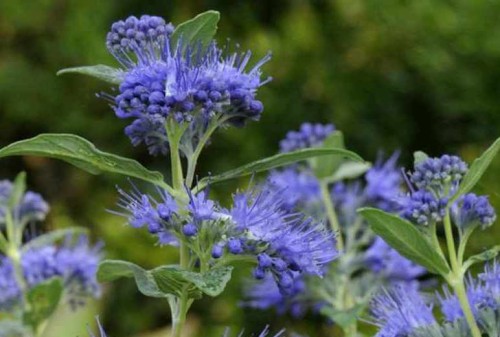 CARYOPTERIS x clandonensis Dark Knight.jpg