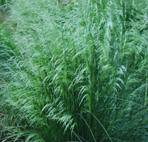 DESCHAMPSIA cespitosa Palava .jpg
