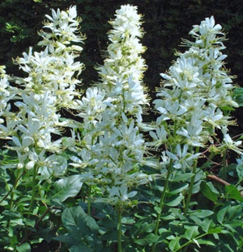DICTAMNUS albus var albiflorus .jpg