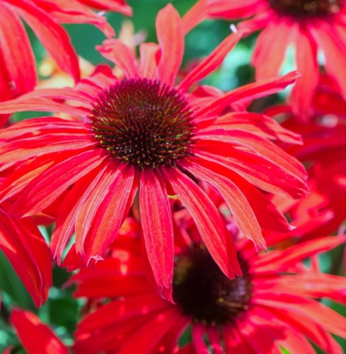 ECHINACEA  Fountain Red.jpg