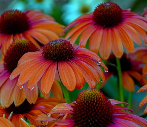 ECHINACEA purpurea Lakota Orange.jpg