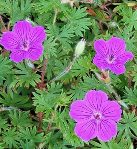 GERANIUM sanguineum Tiny Monster.jpg