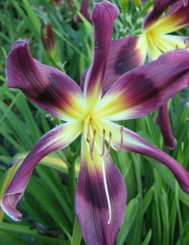 HEMEROCALLIS  Chokecherry Mountain.jpeg