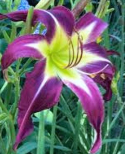 HEMEROCALLIS  Exotic Spider.jpg