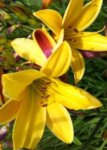 HEMEROCALLIS  Lemon Bells.jpg